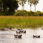 Live from Botswana, All You Need to Know